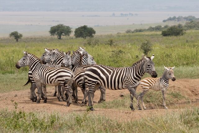 Zebra.jpg