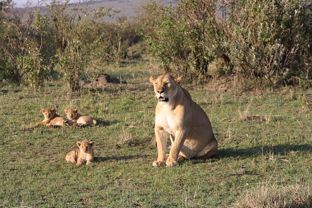 lion-3028170_640 (1).jpg
