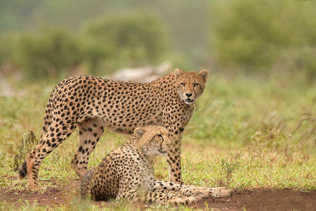 Cheetah.jpg