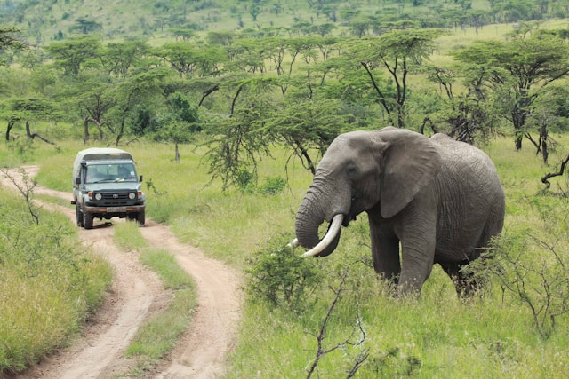 African elephant.jpg