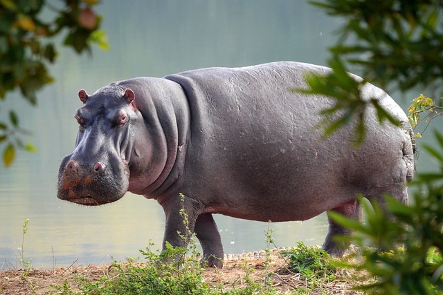 hippo-3647749_640.jpg