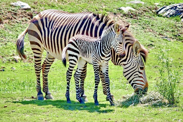 zebra-baby-4244667_640 (1).jpg