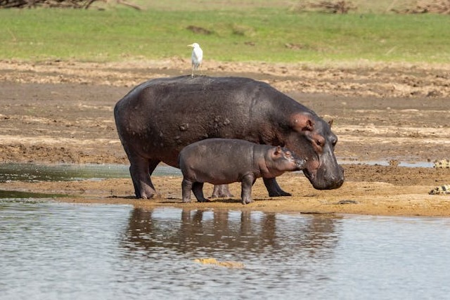 Hippos.jpg