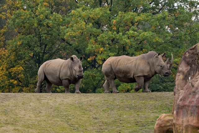 rhino-3820726_1920 (1).jpg