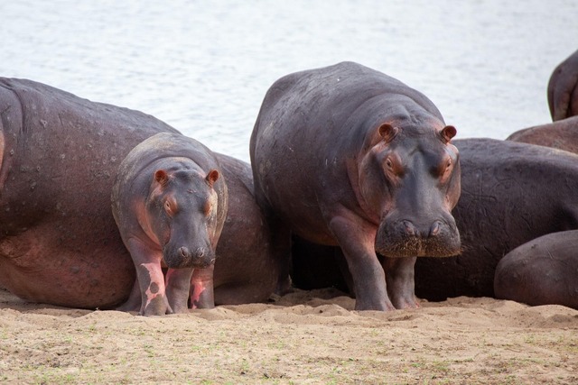 hippos-7376752_1920 (2) (1).jpg