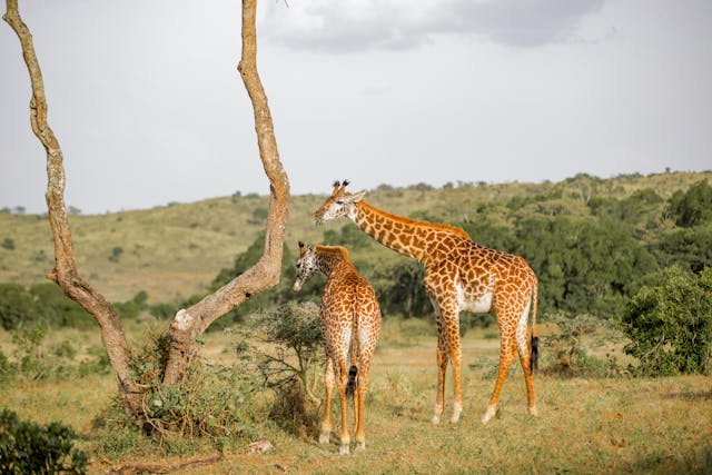 Giraffe.jpg
