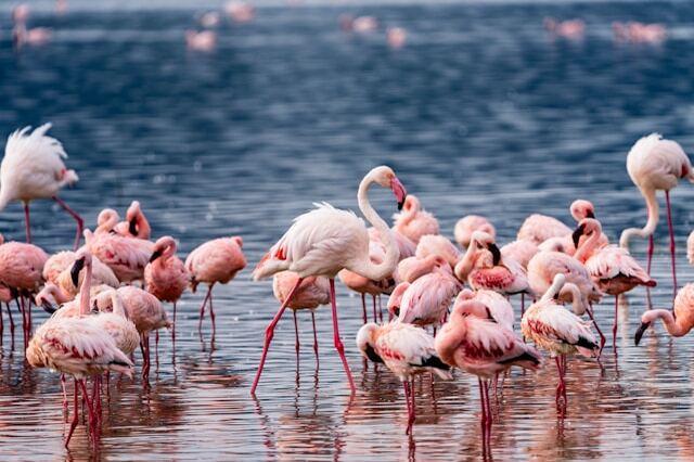 Flamingos.jpg