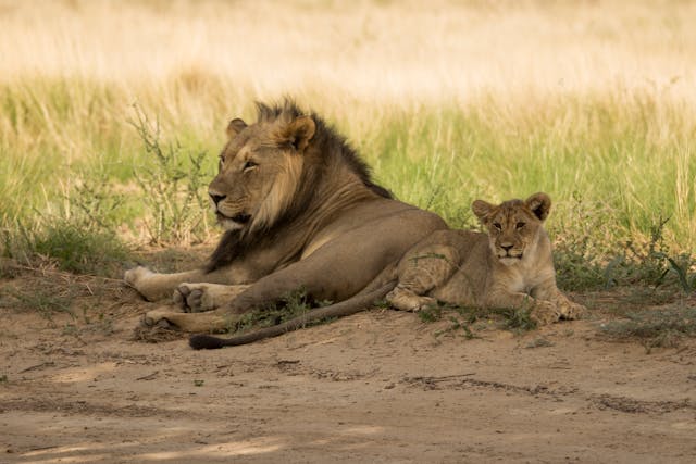 Lions.jpg