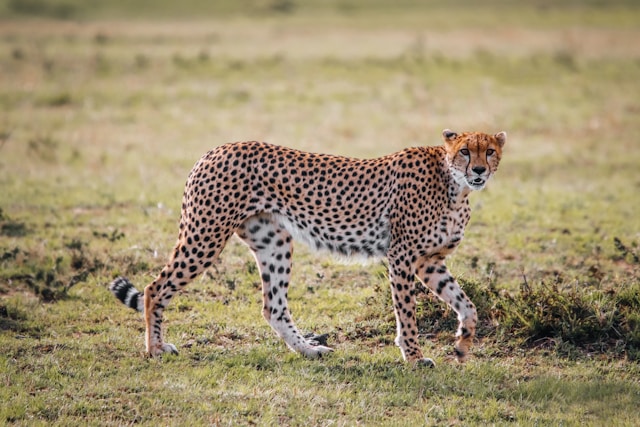Cheetah.jpg