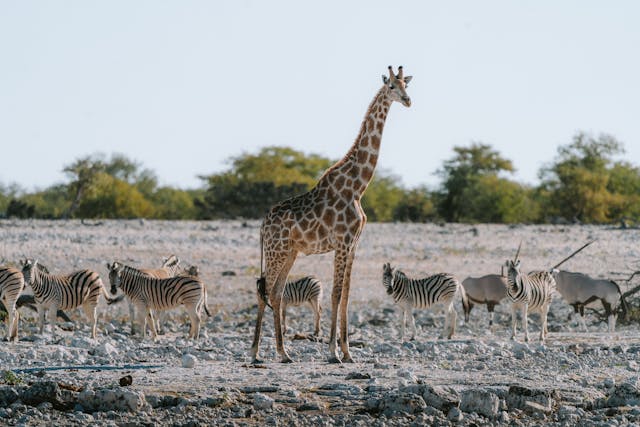 Giraffe, Zebras .jpg