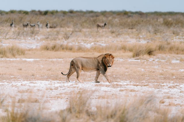 Lion Namibia.jpg