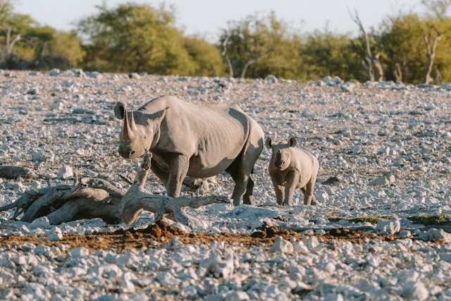 Rhino.jpg