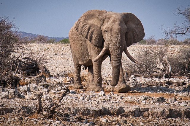 Elephant, Etosha, Namibia.jpg