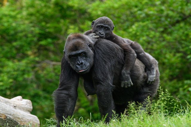 Gorilla 60-475_ (1).jpg