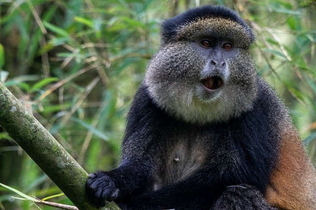 Photo of a Golden Monkey.jpg