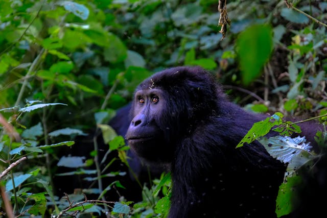 Gorilla.jpg