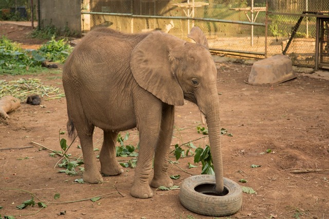 Elephant Uganda.jpg