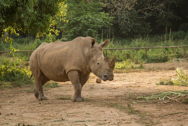 Rhino Uganda.jpg