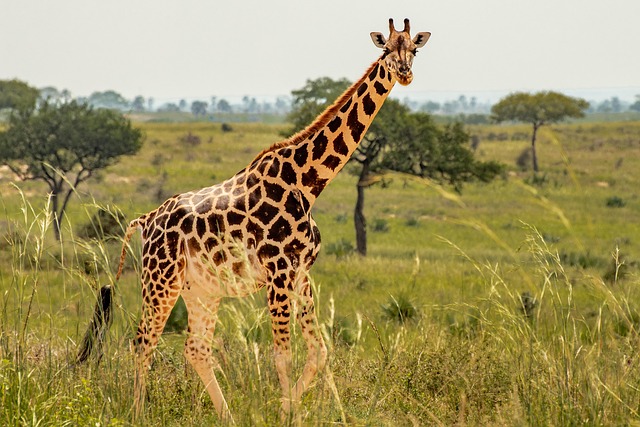 giraffe-7703640_640.jpg