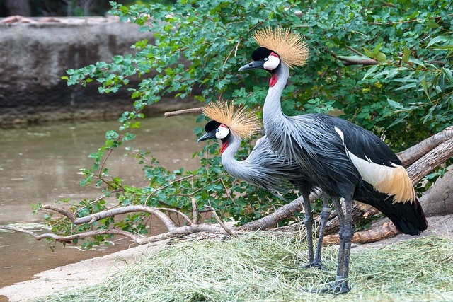 grey-crowned-crane-1283773_640 (1).jpg
