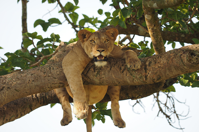 Lion (1).jpg