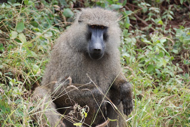 Baboon.jpg