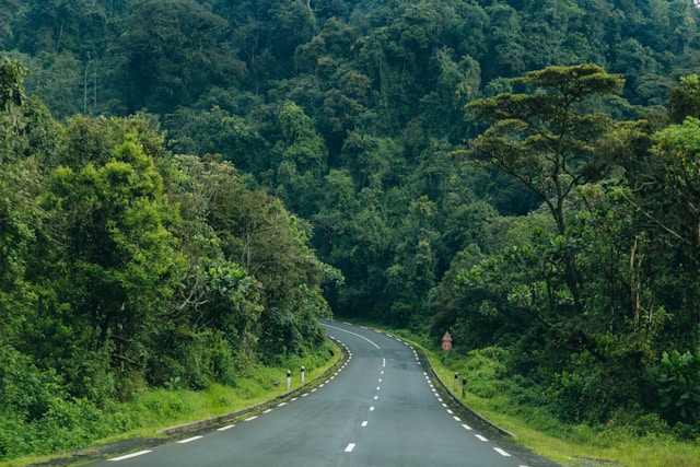 Nyungwe park, Nyungwe, Rwanda.jpg