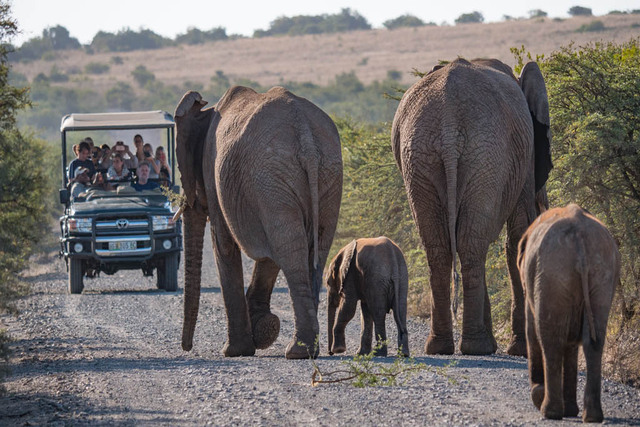 Amakhala-Game_Reserve-Experience9 (1).jpg