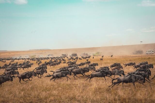 Masai Mara.jpg