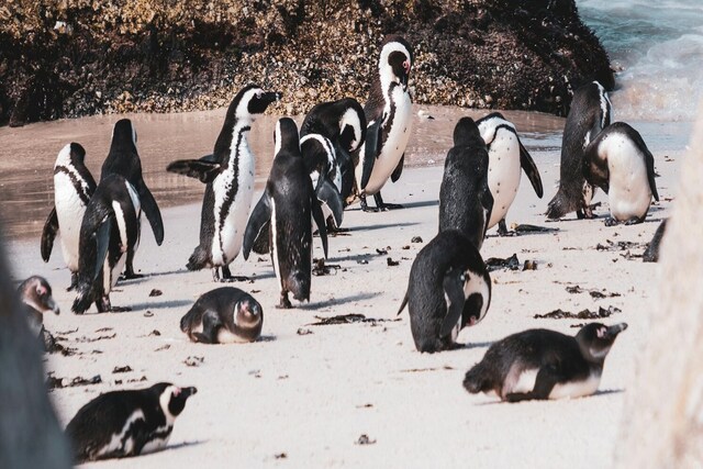 Penguins.jpg