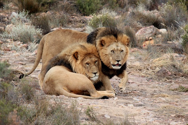 south-africa-3457731_640.jpg