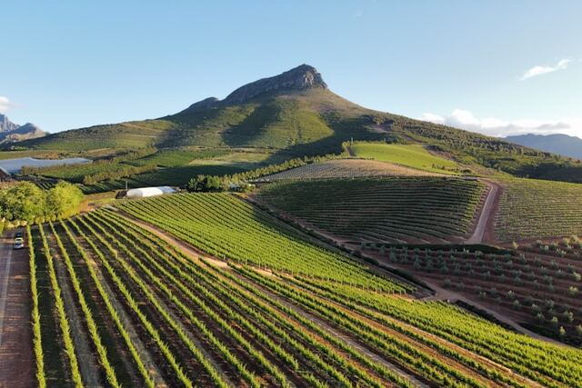 Stellenbosch Wineland.jpg