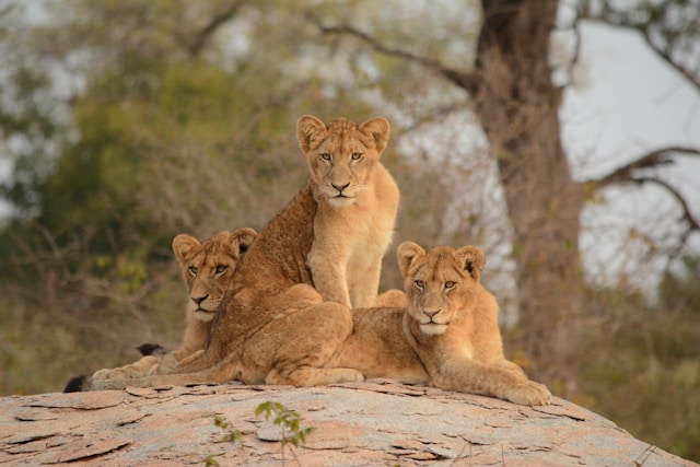 3 Lions on Kruger National Park.jpg