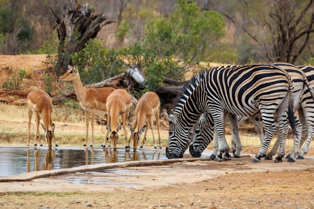 Kruger National Park, South Africa.jpg