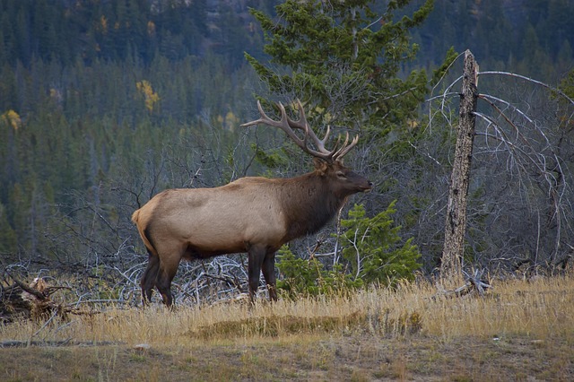 elk-4066518_640.jpg
