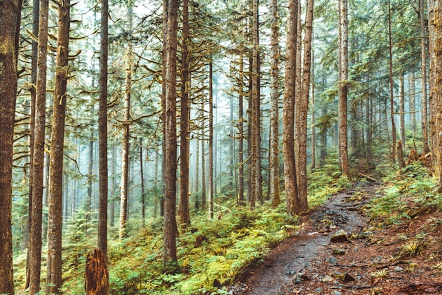 Norvan Falls Trail, North Vancouver,.jpg