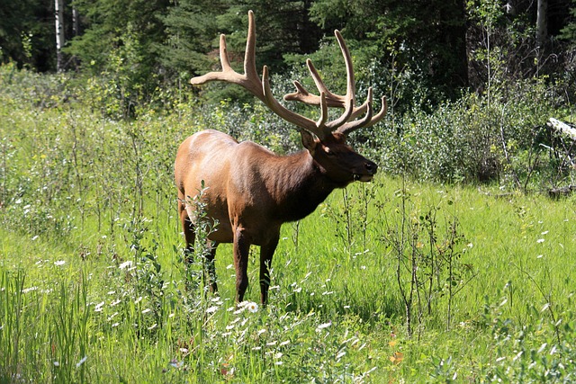 moose-73550_640.jpg