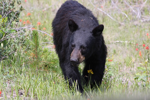 bear-3672532_640.jpg