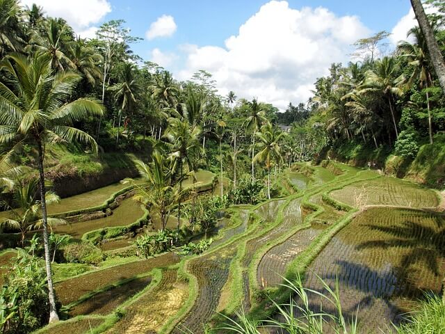 Rice terrace ubud.jpg