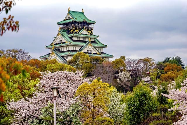 Osaka Castle Cherry Blossom.jpg
