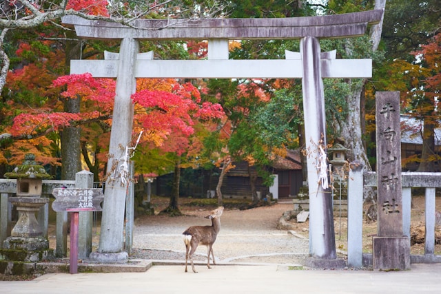 Nara Deer Park.jpg