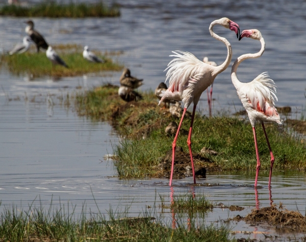 Kenya and Tanzania Wildlife Odyssey