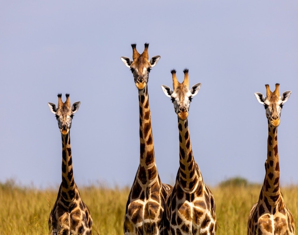 Magical Kenya Experience