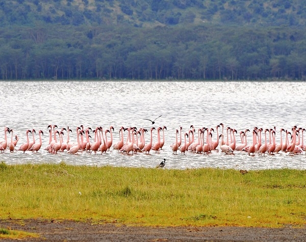 Kenya Adventure Safari and Beach Escape