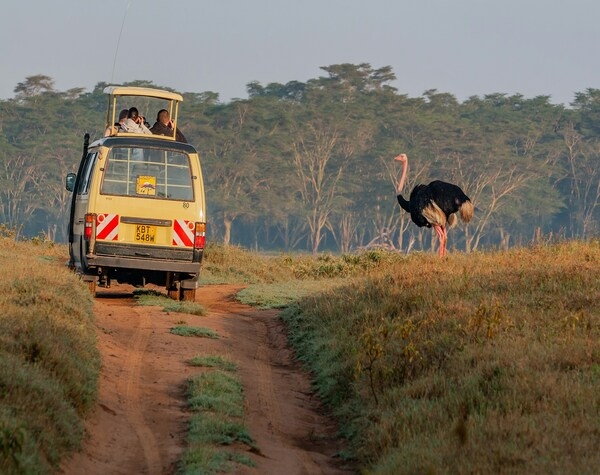 Kenya Wildlife Odyssey