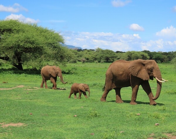Tanzania Wildlife and Zanzibar Retreat