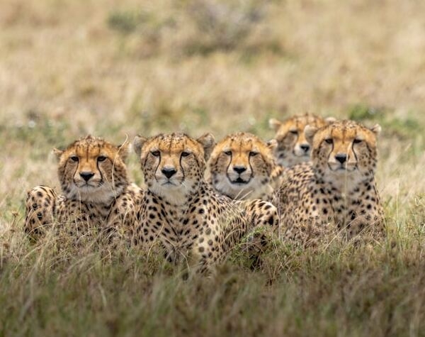 East African Wildlife Expedition