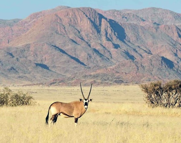 Namibia Desert and Wildlife Discovery