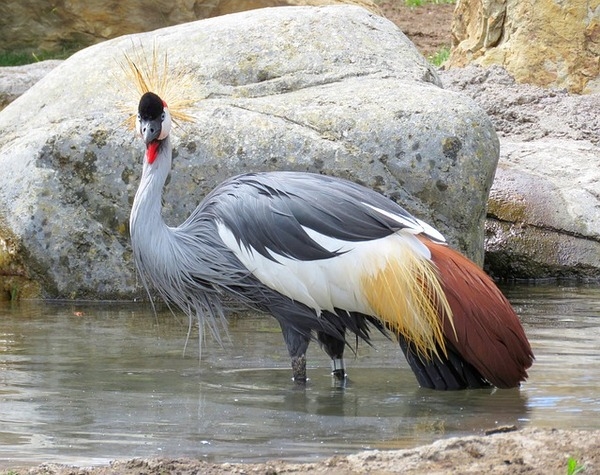 Uganda Serenity Safari