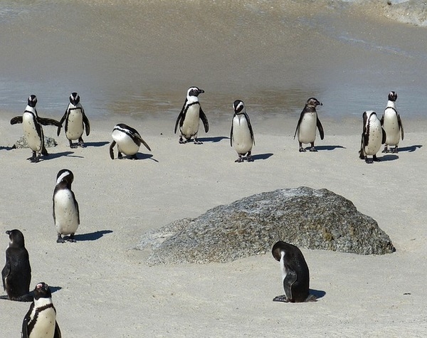 Cape Town to Eastern Cape Explorer